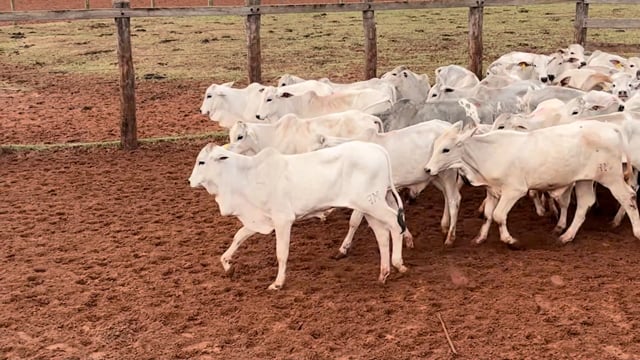 Lote 09C