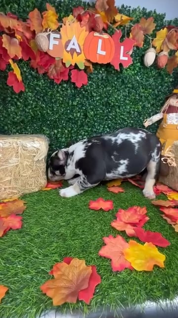 Female American Bully puppy named *Storm* for sale at Puppy Dreams - Mansfield. video thumbnail