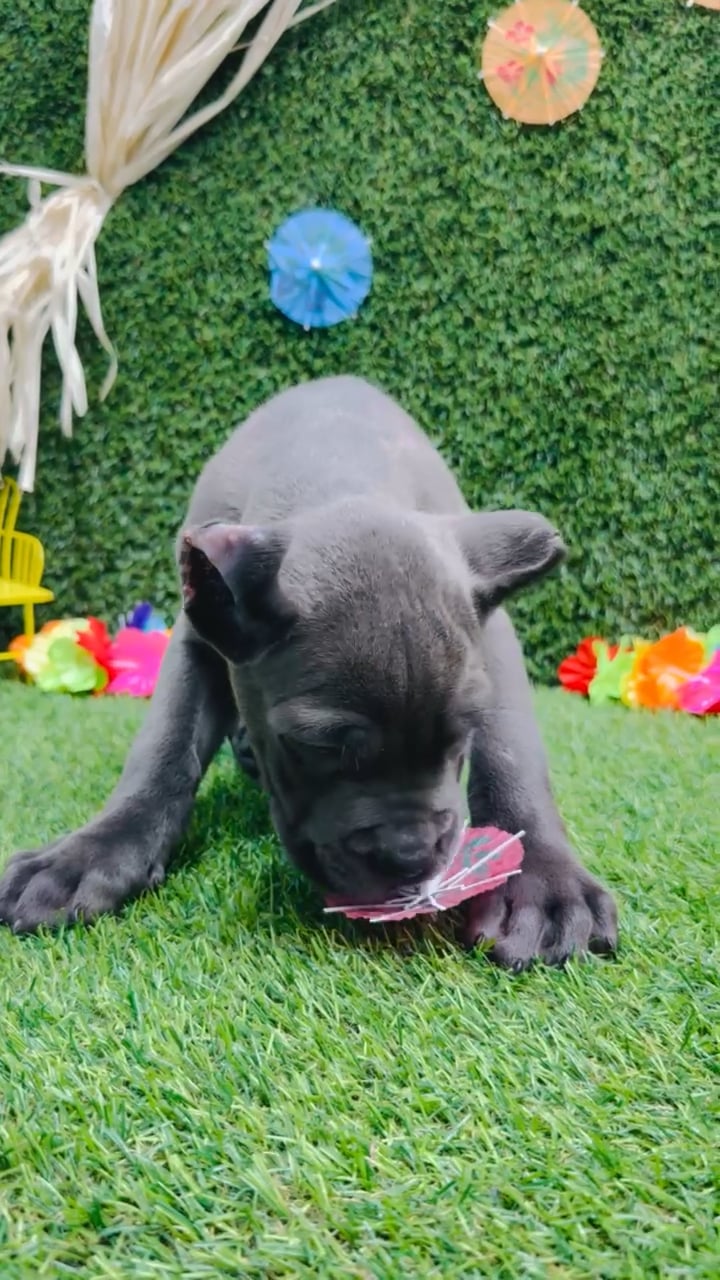 Female Cane Corso puppy named Athena for sale at Puppy Dreams - Carrollton. video thumbnail