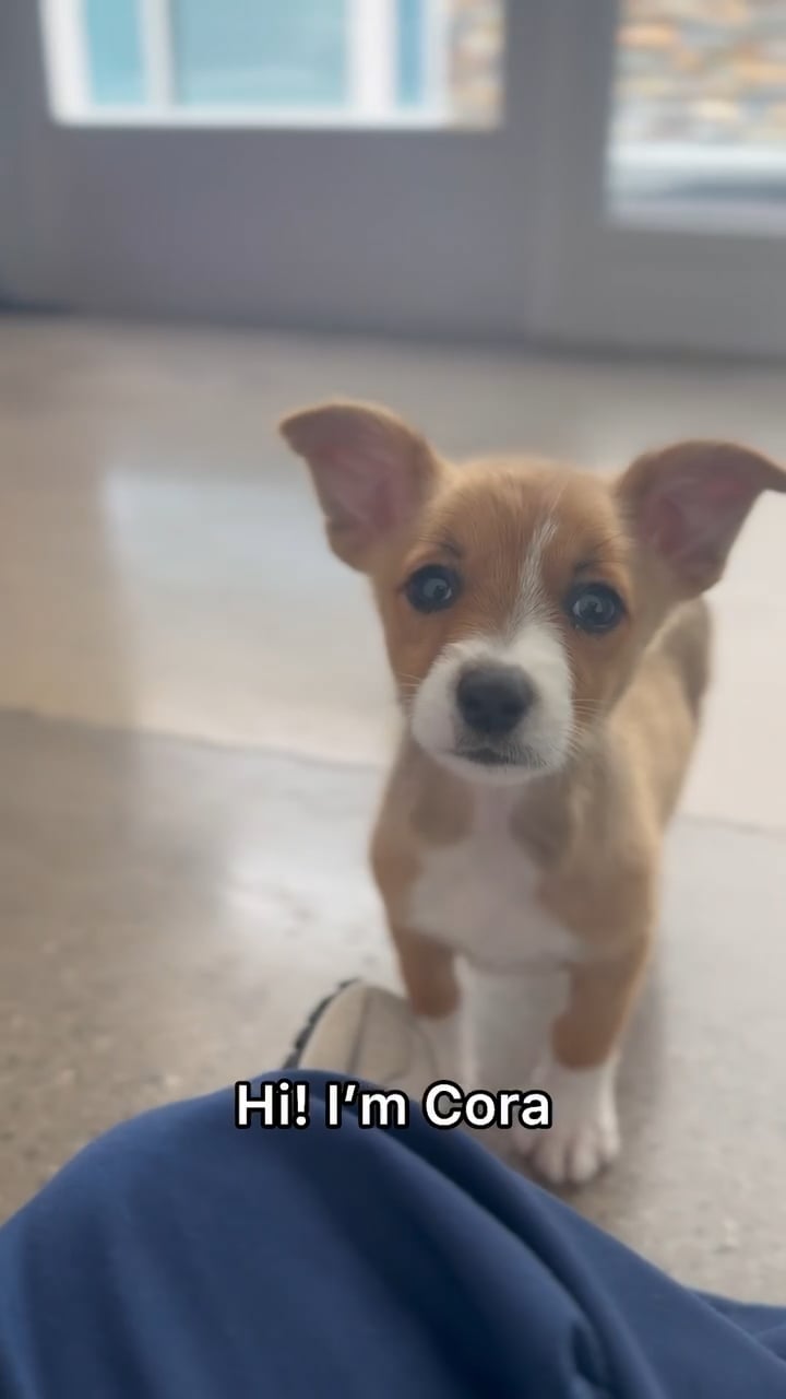 Female Auggie puppy named Cora for sale at The Puppy Palace CT. video thumbnail