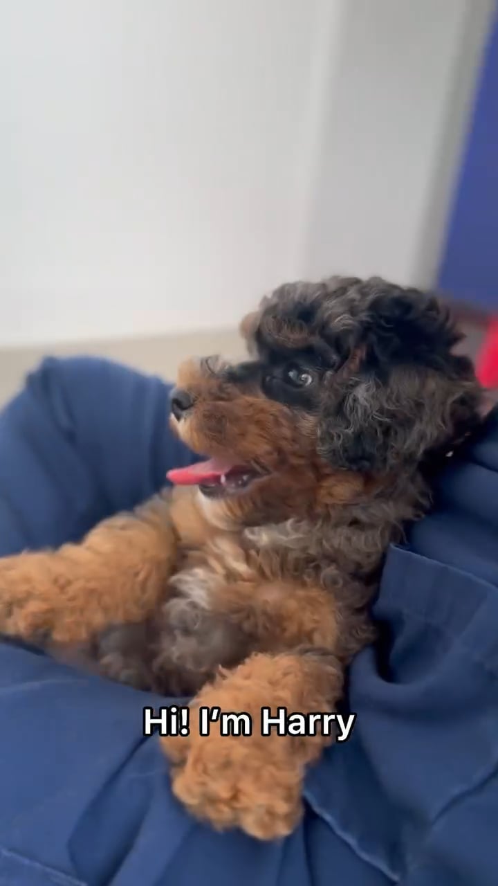 Male Mini Poodle puppy named Harry for sale at The Puppy Palace CT. video thumbnail