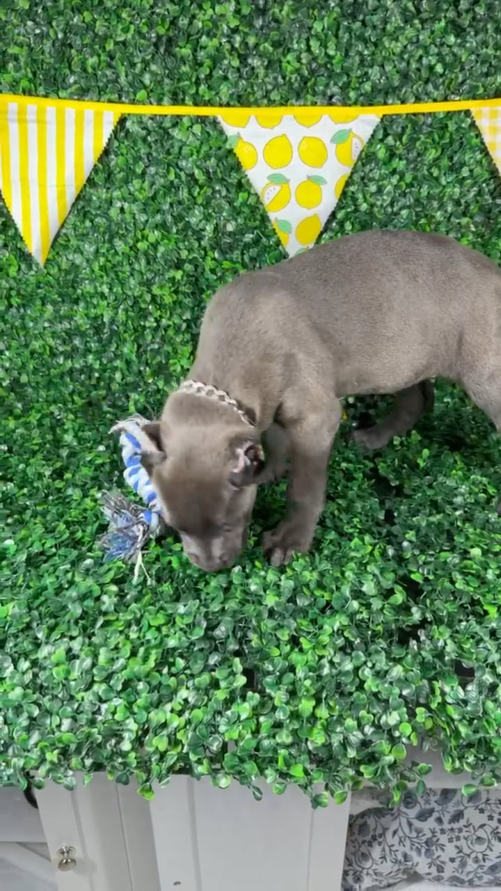 Female Cane Corso puppy named Zena for sale at Puppy Dreams - Carrollton. video thumbnail