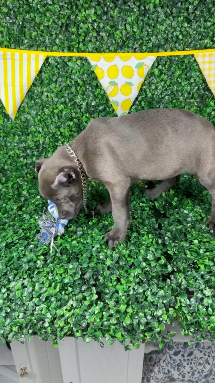 Female Cane Corso puppy named Lara for sale at Puppy Dreams - Arlington. video thumbnail