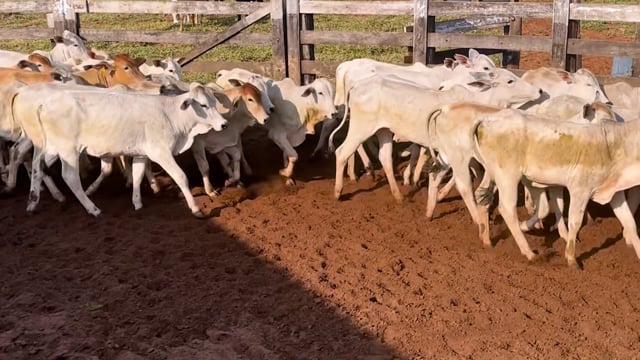 Lote 06B