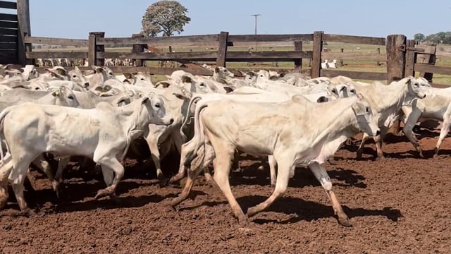 Lote 04B