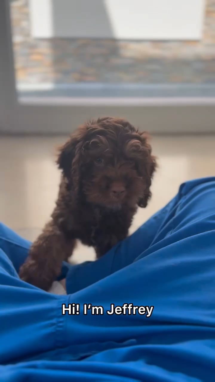 Male Cock A Poo puppy named Jeffrey for sale at The Puppy Palace CT. video thumbnail