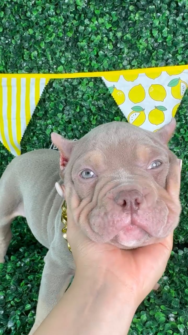 Male American Bully puppy named Astro for sale at Puppy Dreams - Arlington. video thumbnail