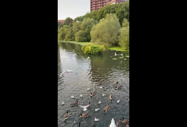 Video 1: 
