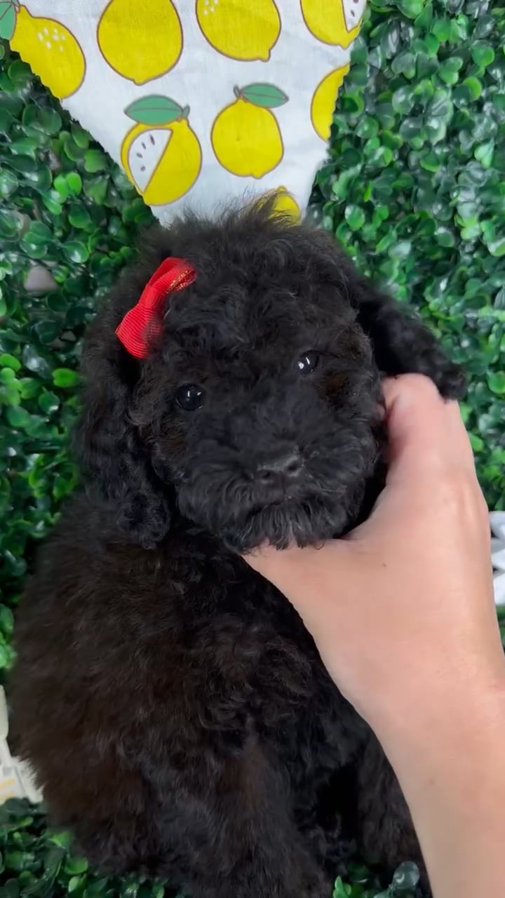 Female Toy Poodle puppy named Mia for sale at Puppy Dreams - North Richland Hills. video thumbnail