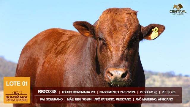 Lote 01