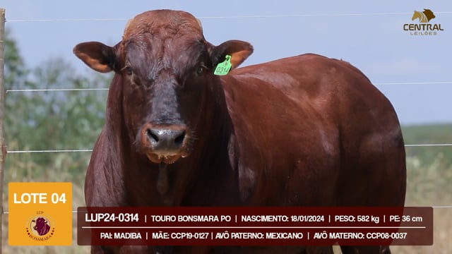 Lote 04