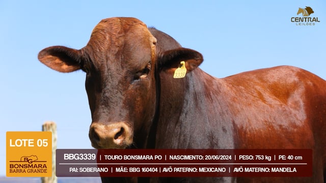 Lote 05
