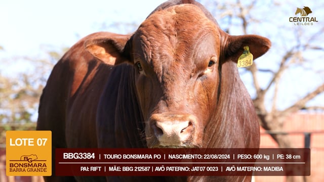 Lote 07