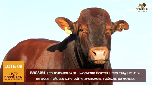 Lote 08