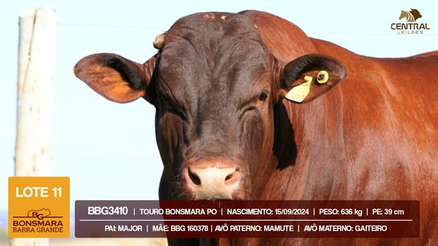 Lote 11