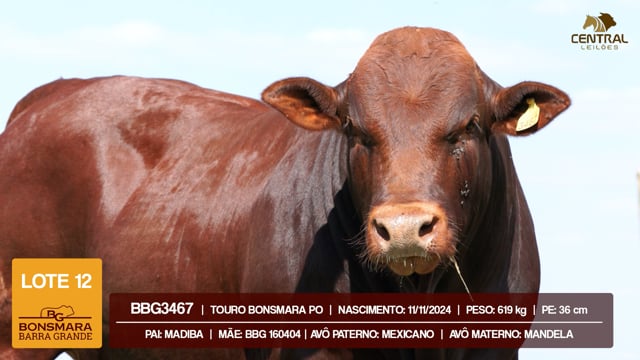 Lote 12