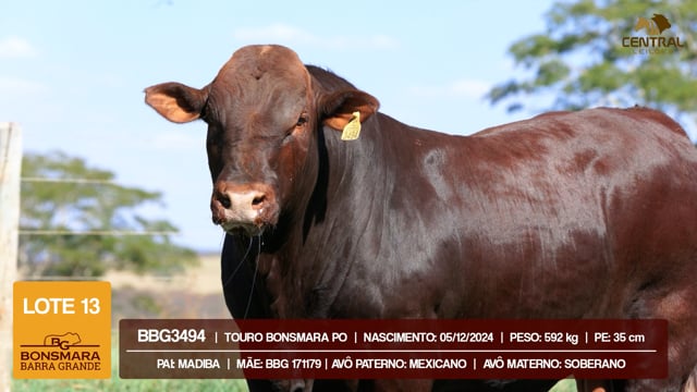 Lote 13