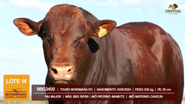Lote 14