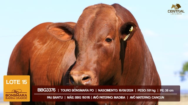Lote 15