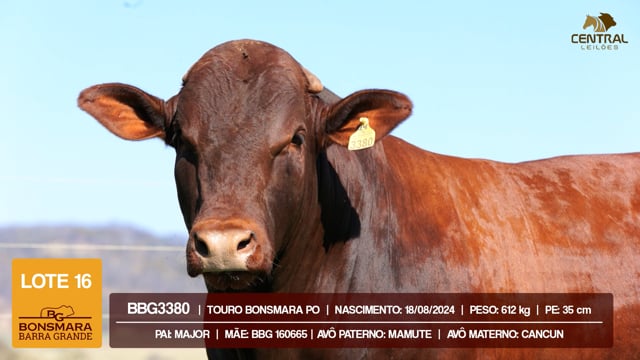 Lote 16
