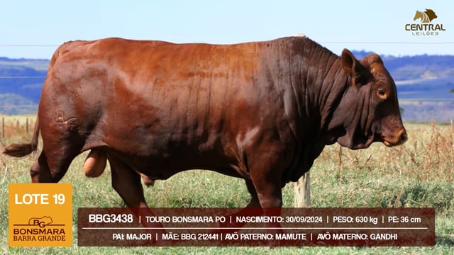 Lote 19