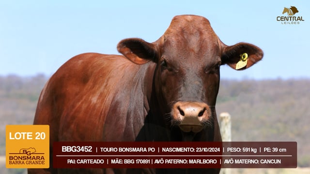 Lote 20