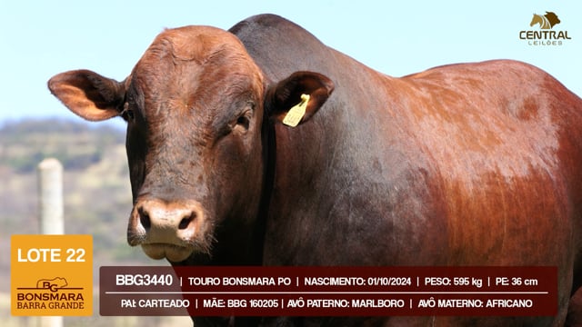 Lote 22