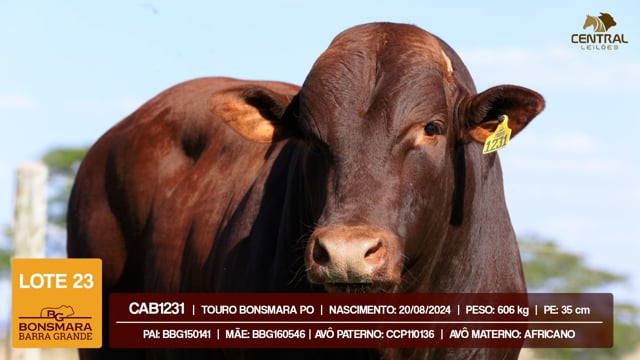 Lote 23
