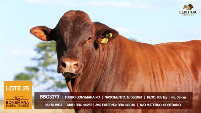 Lote 25
