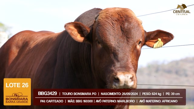 Lote 26