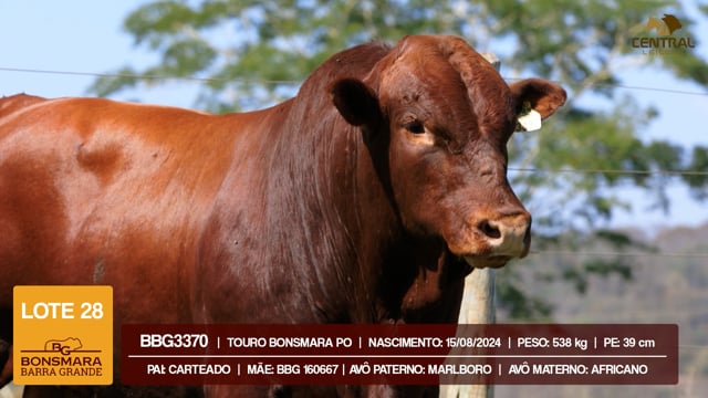 Lote 28