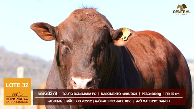 Lote 32