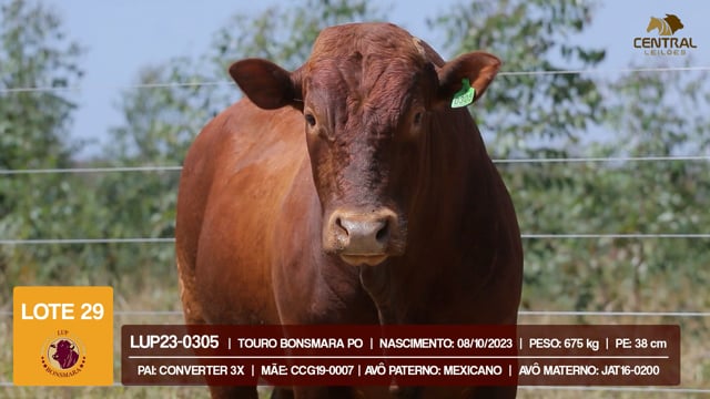 Lote 29