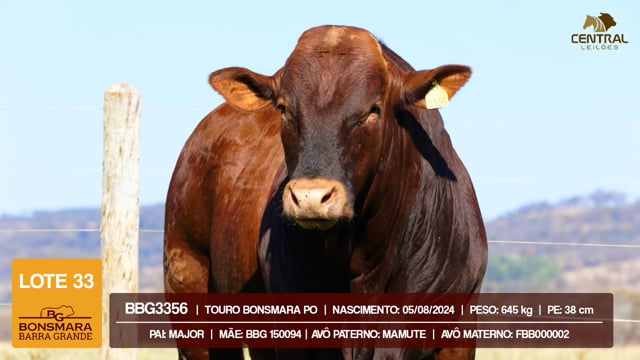 Lote 33