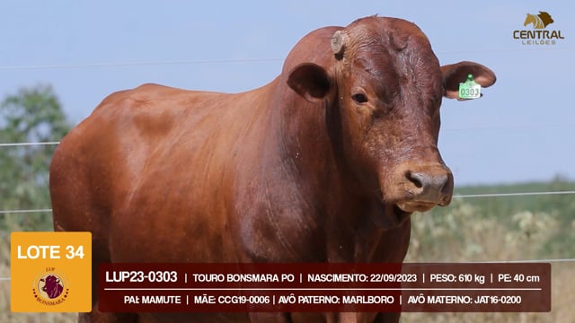 Lote 34