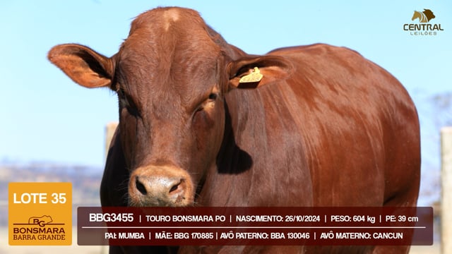 Lote 35