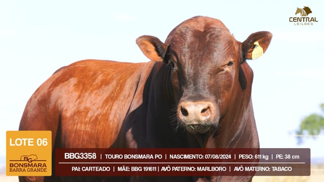 Lote 06