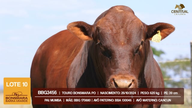 Lote 10