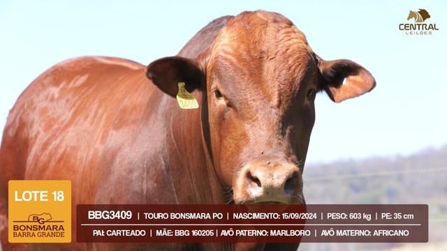 Lote 18