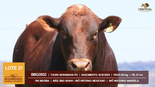 Lote 21