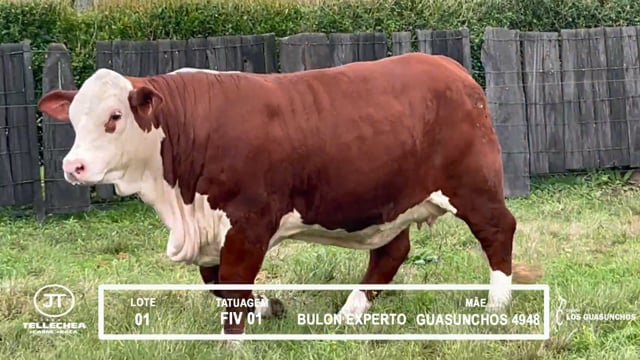 Lote 01