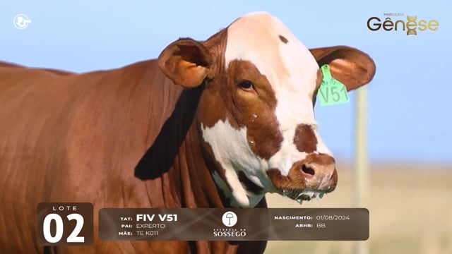 Lote 02