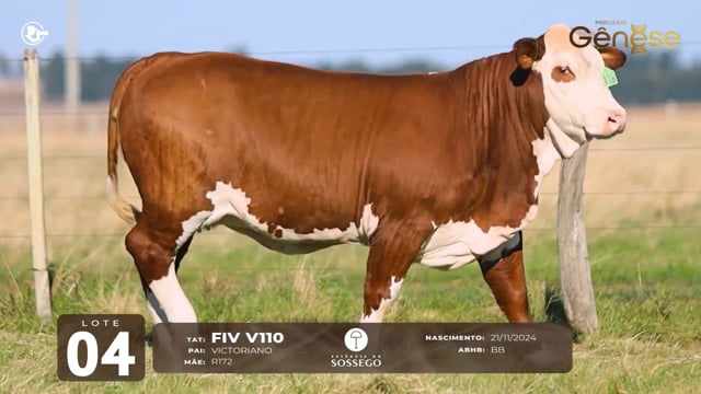 Lote 04