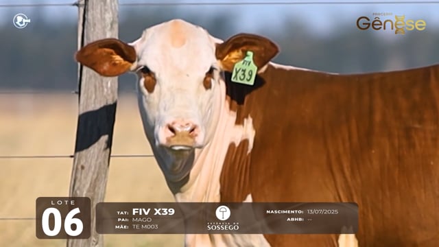 Lote 06