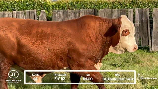 Lote 08