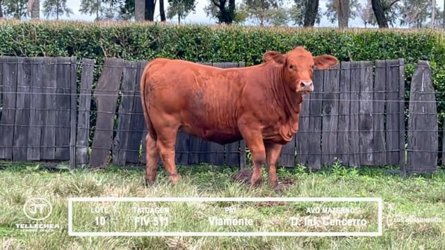 Lote 10