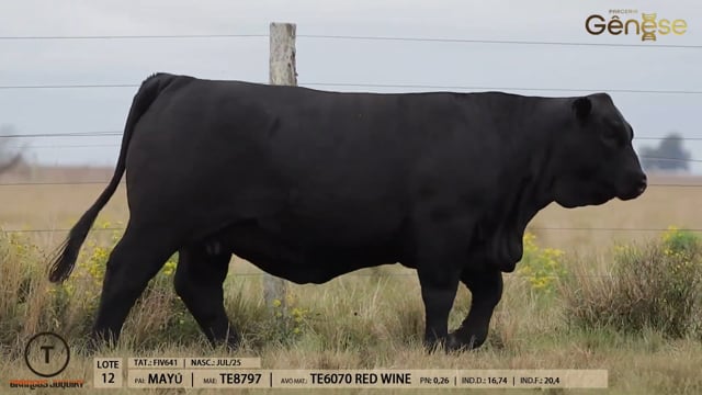 Lote 12