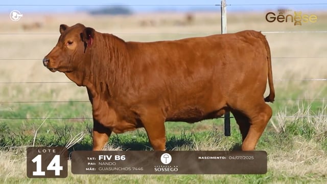 Lote 14
