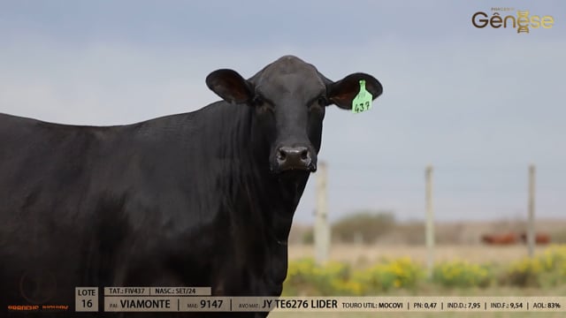 Lote 16