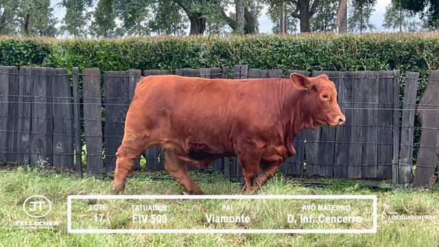 Lote 17